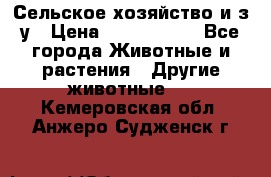Сельское хозяйство и з/у › Цена ­ 2 500 000 - Все города Животные и растения » Другие животные   . Кемеровская обл.,Анжеро-Судженск г.
